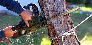 Best Stump Grinding and Removal  in , AZ