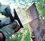 Best Tree Preservation Services  in , AZ