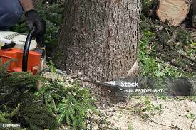Best Tree and Shrub Care  in , AZ