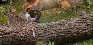 Best Soil Testing and Treatment  in , AZ
