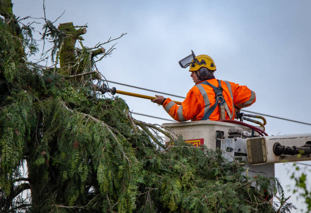 Best Tree Cabling and Bracing  in , AZ