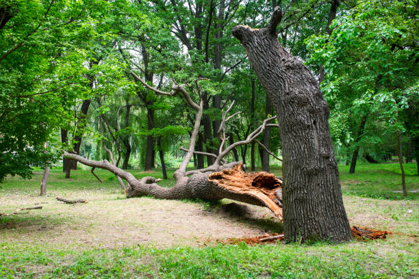 Best Commercial Tree Services  in , AZ