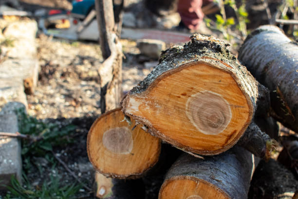 Best Fruit Tree Pruning  in , AZ