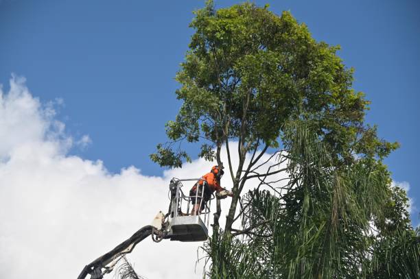  , AZ Tree Care Pros